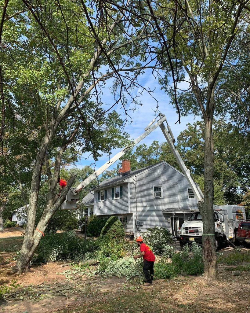 Bucket truck trimming trees by elevated arborist