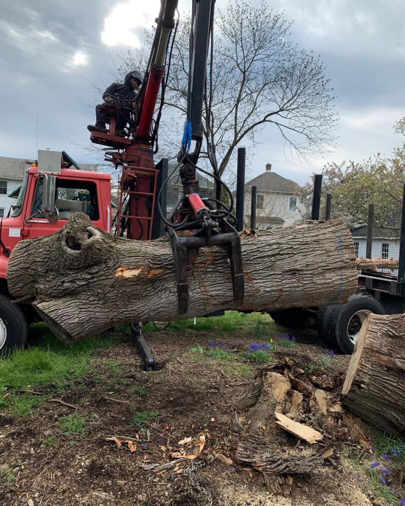 Crane lifting a large tree log during tree removal work