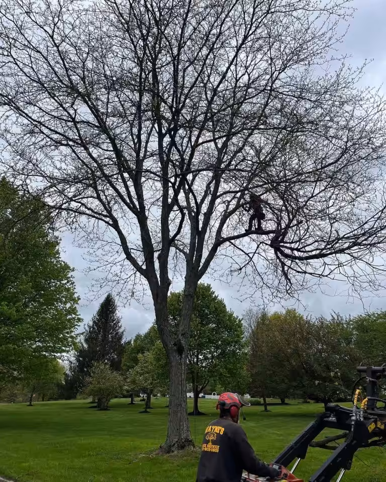 tree trimming waynes tree service