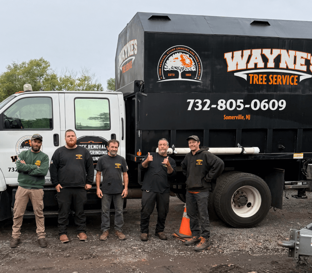 About wayne's tree service