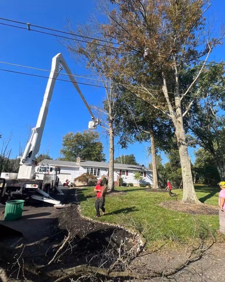 Crew performing tree trimming using a bucket truck near power lines to maintain tree safety and healthy growth around residential property