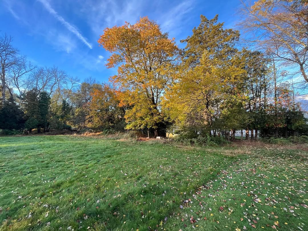 Open lawn area prepared for new tree and shrub planting in Somerville