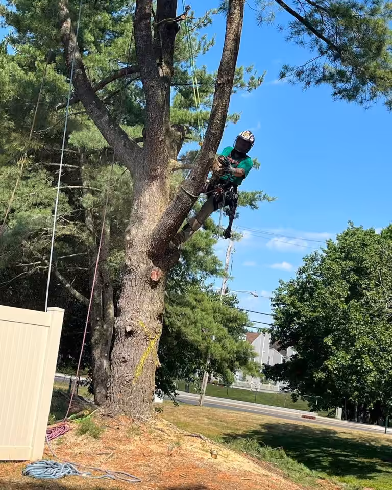 tree-pruning-arborist-climbing-with-chainsaw