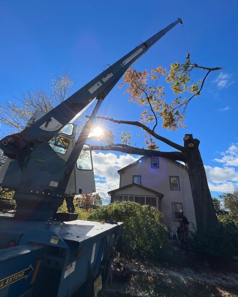 tree pruning in Somerville NJ using a crane to safely remove large tree branches near residential property