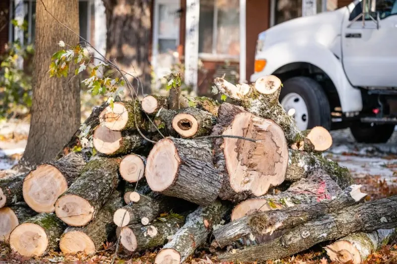 Ways to Save Money on Tree Removal