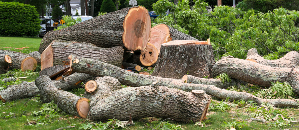 What Affects Tree Removal Costs in Central NJ?
