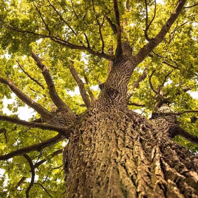 Best Native Trees