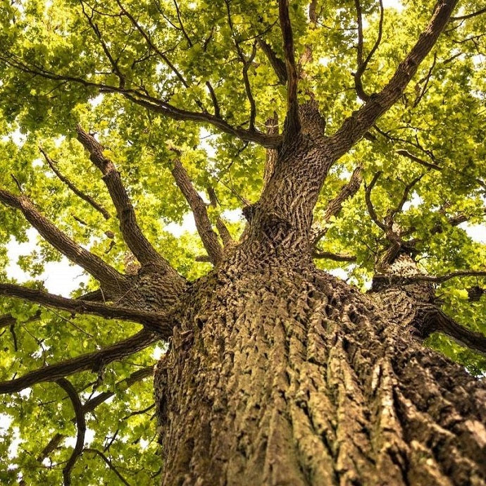 Best Native Trees