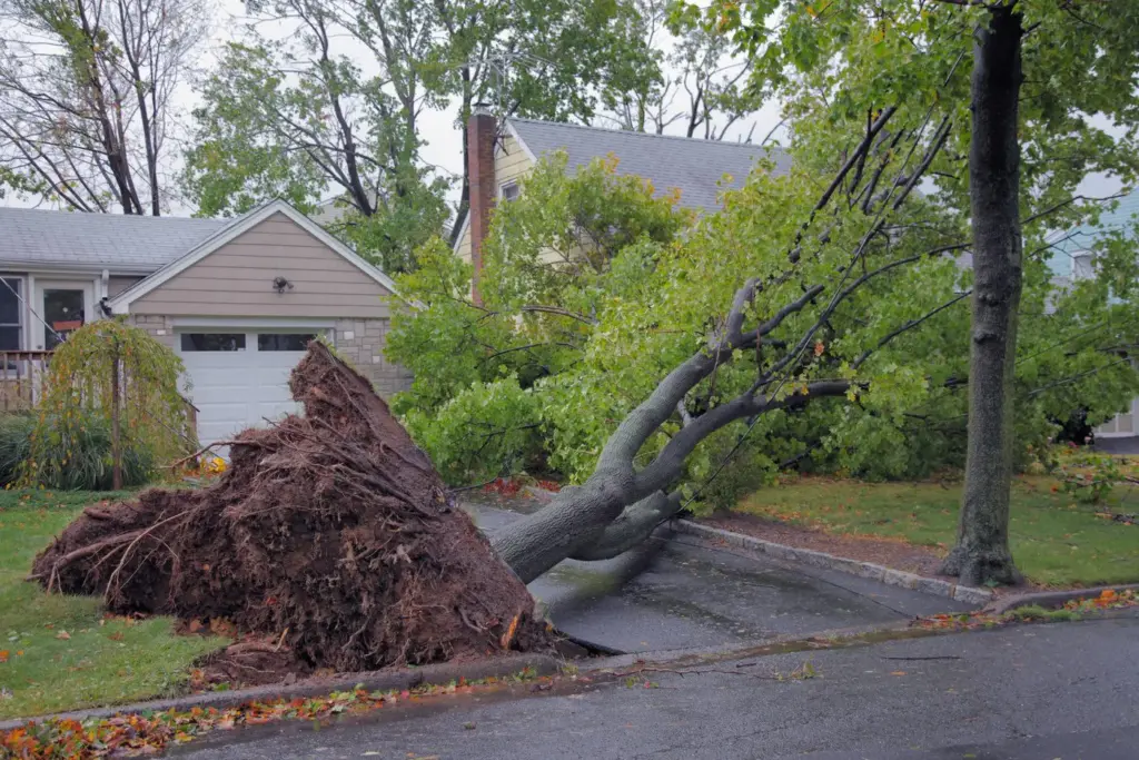 Emergency Tree Service