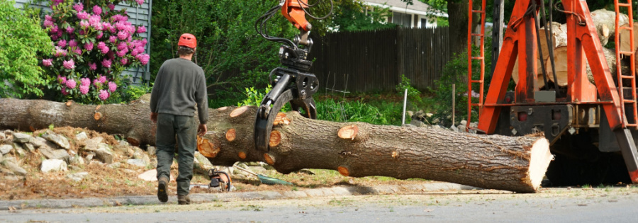 Fallen Tree