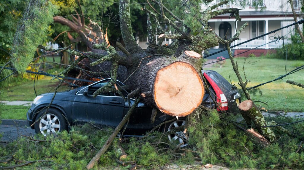 NJ Insurance for Storm Tree Damage