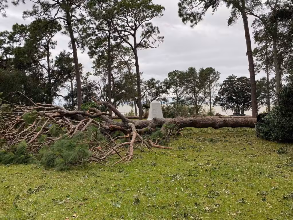 Post-Storm Tree Assessment