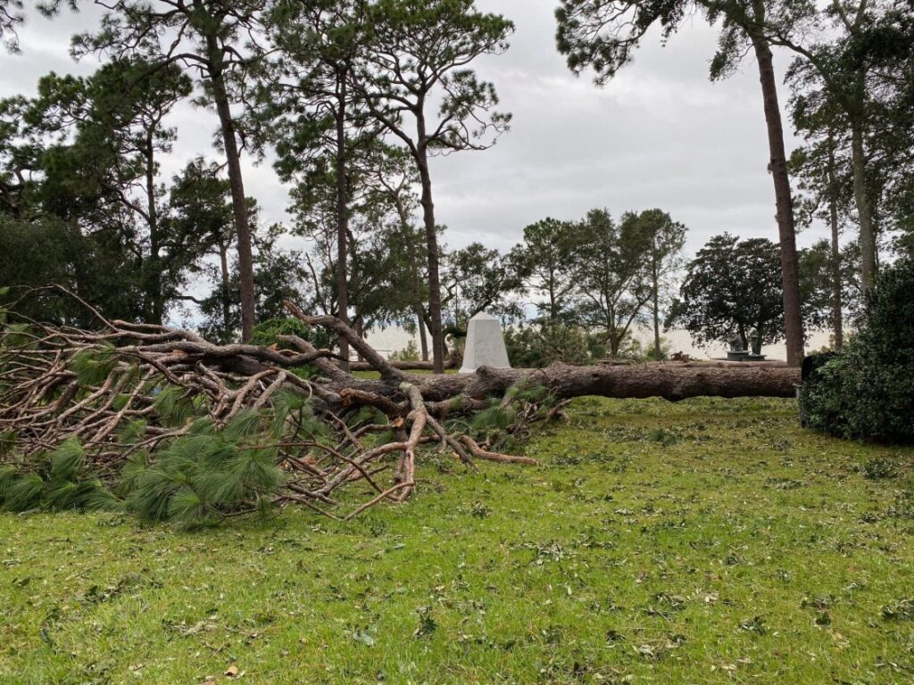 Post-Storm Tree Assessment