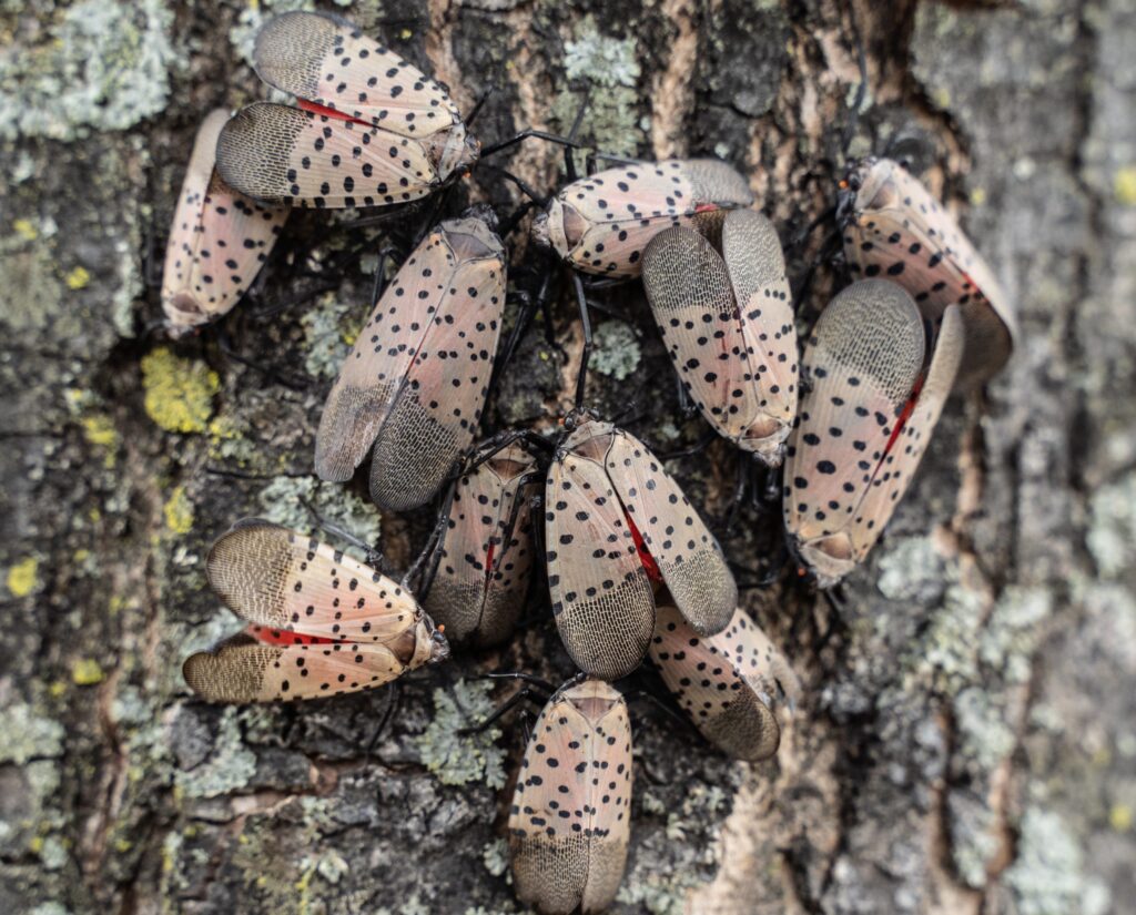 Spotted Lanternfly