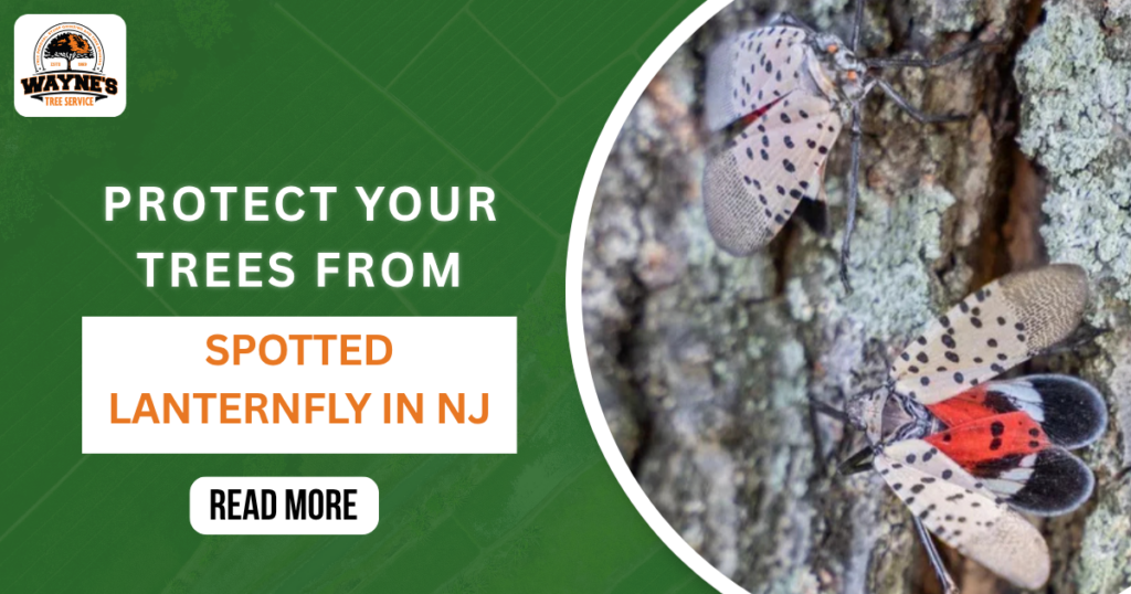 Spotted Lanternfly and Your Trees: A New Jersey Homeowner’s Guide