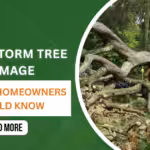 Storm Damage Tree Cleanup: Your Complete NJ Guide