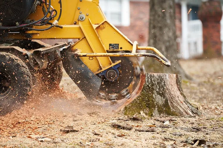 Stump Grinding Cost in Central NJ