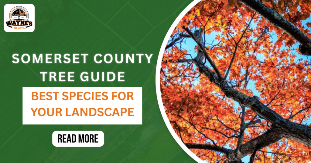 Tree Species Guide for Somerset County: What Grows Best Here