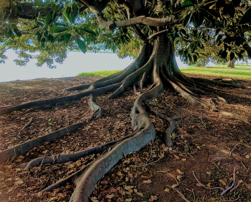 Trees to Avoid Planting