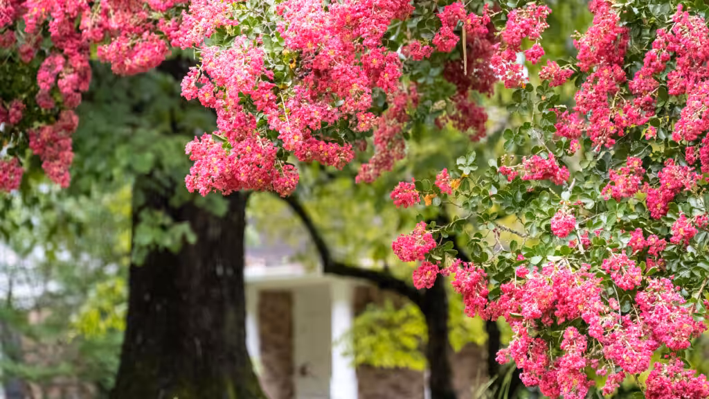 What Is the Best Type of Tree for Somerset County, NJ?