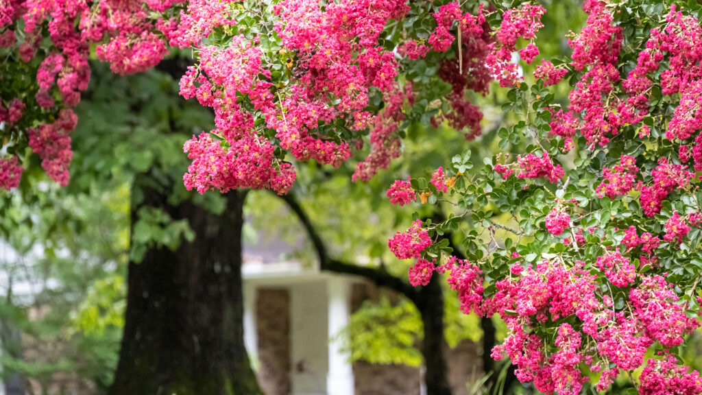 What Is the Best Type of Tree for Somerset County, NJ?