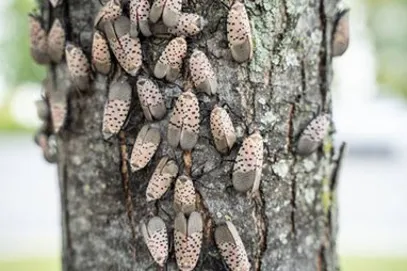 How to Identify Spotted Lanternfly Damage on Your Trees