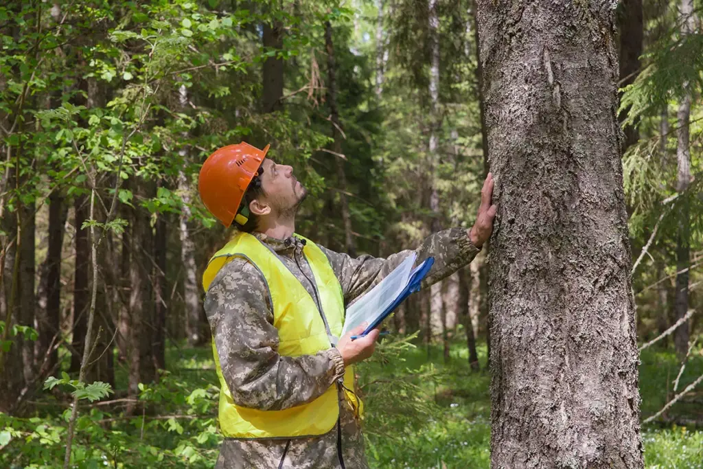 What to Expect During a Tree Removal Estimate in NJ