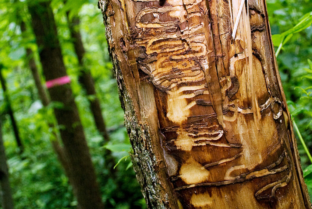 Which NJ Ash Species Are Affected?