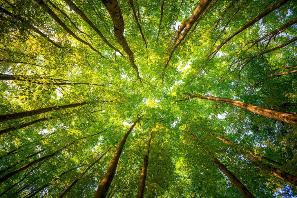 Which Trees Are Most at Risk in Central NJ