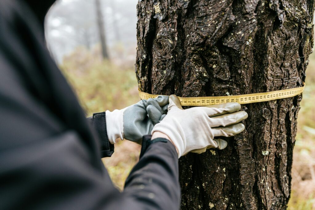 Do You Need a Permit to Remove a Tree in New Jersey