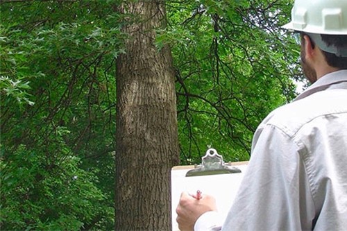 NJ Tree Removal Permit Application Process