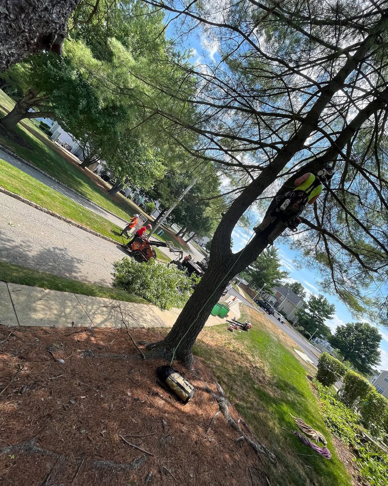 Certified LTCO tree service — Scotch Plains NJ