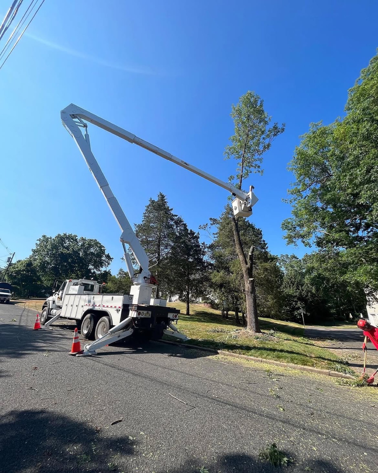 Wayne's Tree Service fleet on site — Middlesex NJ