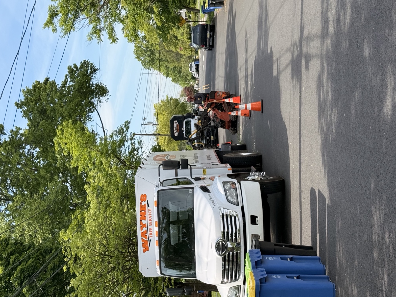 Tree service work completed cleanly in Scotch Plains NJ
