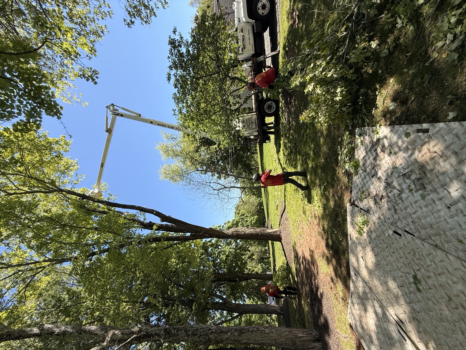 Wayne's Tree Service on-site work — Middlesex NJ
