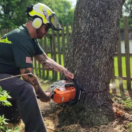 Tree Removal Service Tree Removal Service