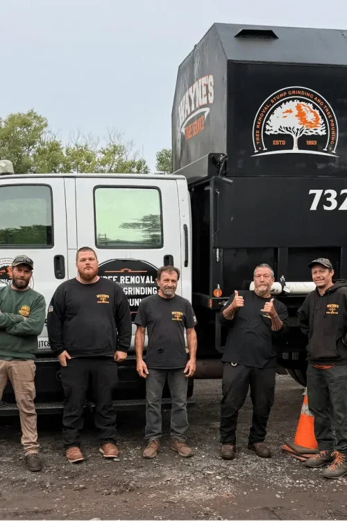 Tree Service Kingwood Township NJ