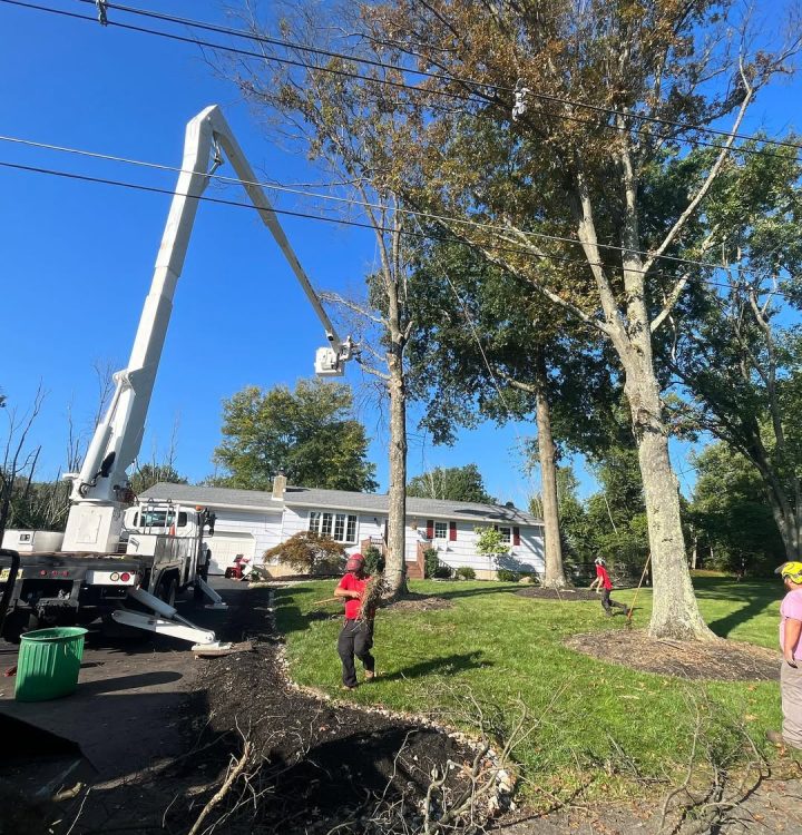 Tree Trimming with Bucket Truck Crew performing tree trimming using a bucket truck near power lines to maintain tree safety and healthy growth around residential property