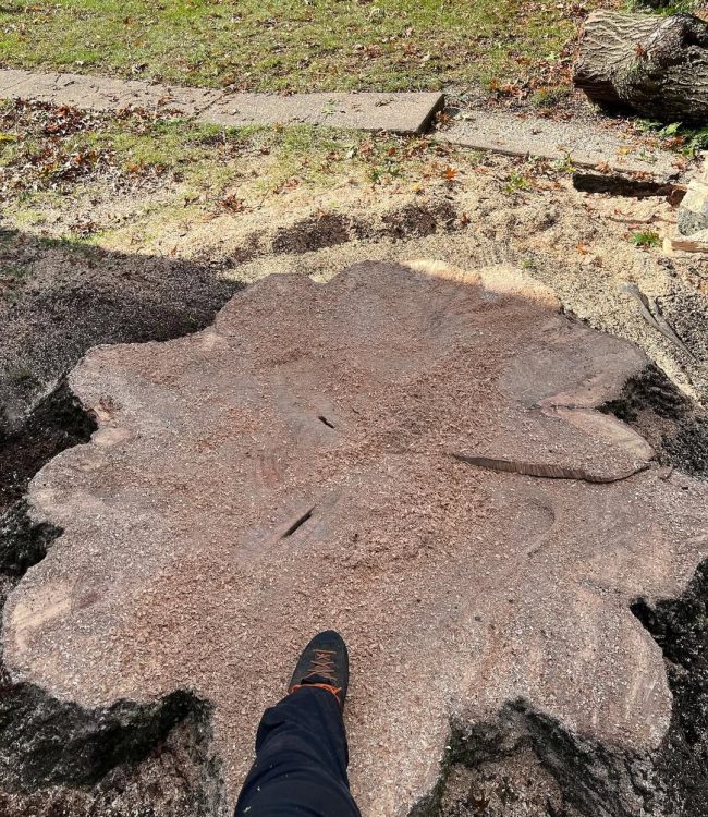 freshly-cut-tree-stump-somerville-nj freshly-cut-tree-stump-somerville-nj