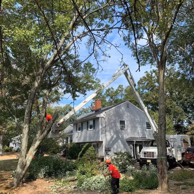 residential-tree-removal-somerville-nj