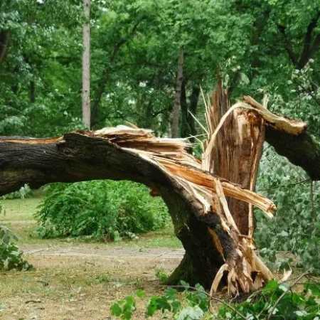 storm cleanup storm cleanup