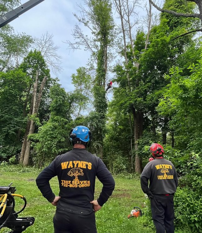 tree-removal-service-somerville-nj Tree removal crew cutting tall trees with safety gear and crane support in Somerville NJ