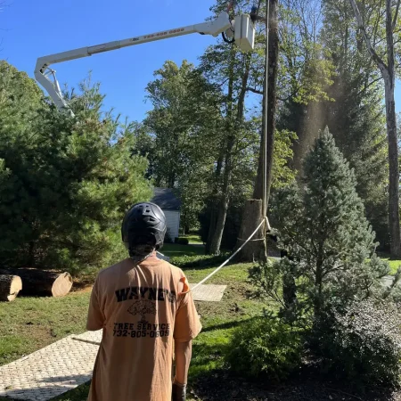 tree trimming service tree trimming service