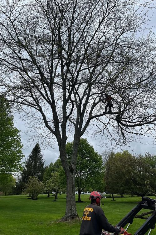 tree trimming waynes tree service tree trimming waynes tree service